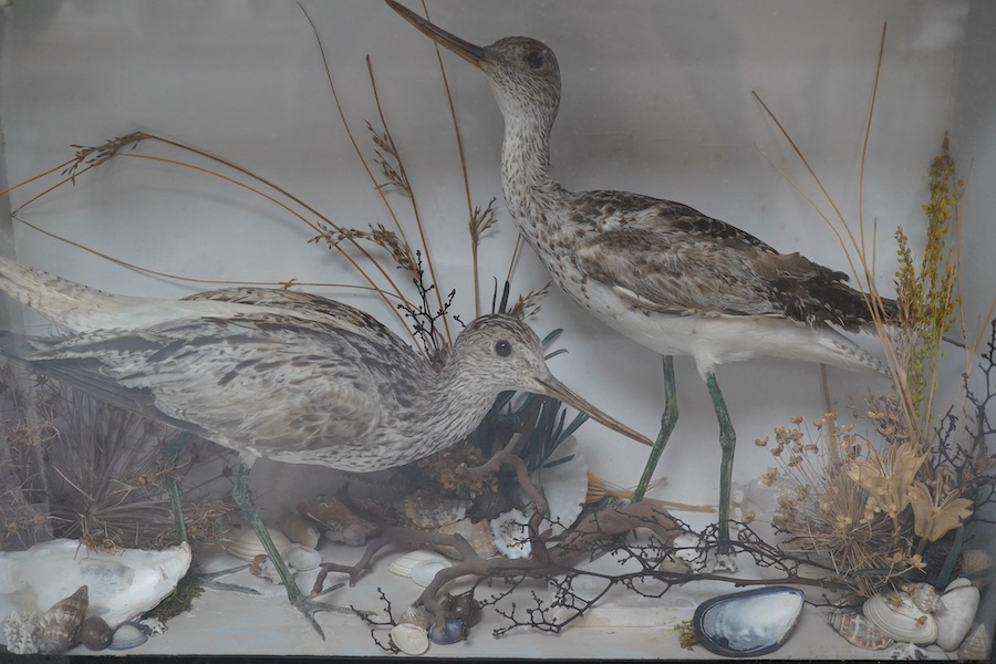 A 19th century cased taxidermy group of two Greenshanks from the ‘Frank and Millie Bells’ collection, 30.5 x 46cm. Condition - good